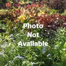 Hosta Blue Angel-3-4 qt