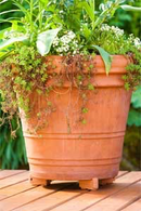 Plant Stand Pot Toes - 6 pack