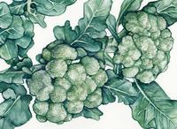 Calabrese Broccoli Seeds