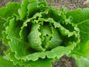 Cosmo Lettuce Seeds
