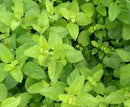 Lemon Balm Seeds