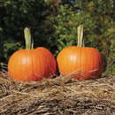 Pumpkin: Baby Pam Seeds