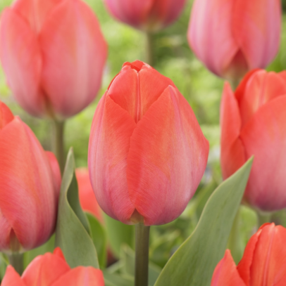 Tulip Orange Van Eyck Single Bulb