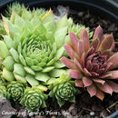 Sempervivum Mixed