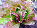 Sweet Valentine Lettuce Seeds