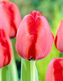 Tulip Red Impression Single Bulb