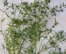 Summer Savory Seeds