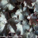 Heuchera Blackout-4 qt