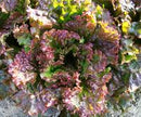 Red Sails Looseleaf Lettuce Seeds