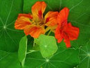 Flower: Jewel Nasturtium Mixed Colors Seeds