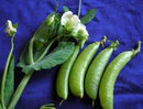 Sugar Ann Pea Seeds