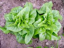 Deer Tongue (Matchless) Looseleaf Lettuce Seeds
