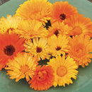 Pacific Beauty Calendula Seeds