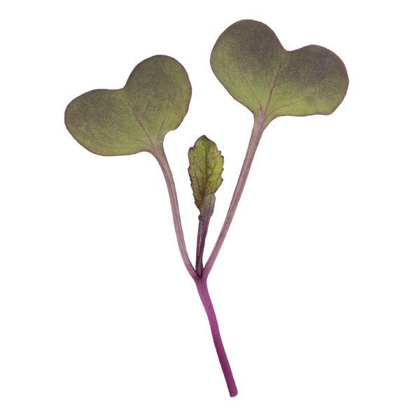 Purple Sango Radish Microgreens - 3 oz