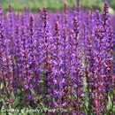 Salvia sylvestris May Night-4 qt