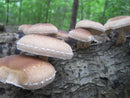 Shiitake Mushroom Log