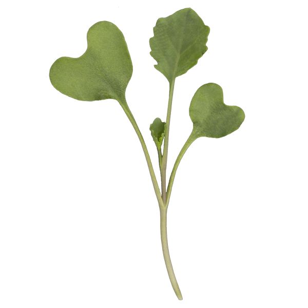 Broccoli Microgreens - 3 oz