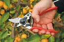 Felco 6 Pruners