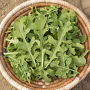 Esmee Arugula Seeds