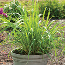 East & West Lemon Grass - qt