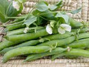 Green Arrow Pea Seeds