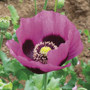 Planete Rouge du Jura Poppy Seeds