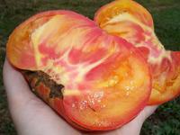 Tomato: Big Rainbow Seeds