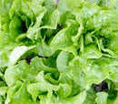 Buttercrunch Bibb (Butterhead) Lettuce Seeds