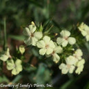 Dianthus knappii Yellow Harmony