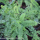 Fern Five Finger Maidenhair-Adiantium pedatum-3 qt