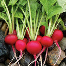Radish: Cherry Belle Seeds