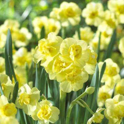 Narcissus Daffodil Yellow Cheerfulness Single Bulb