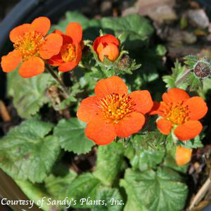 Geum Koi