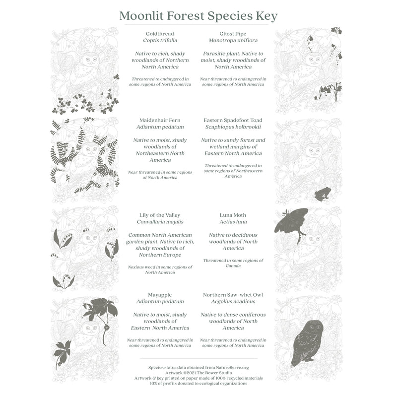The Bower Studio Moonlit Forest Print