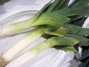 King Sieg Leek Seeds