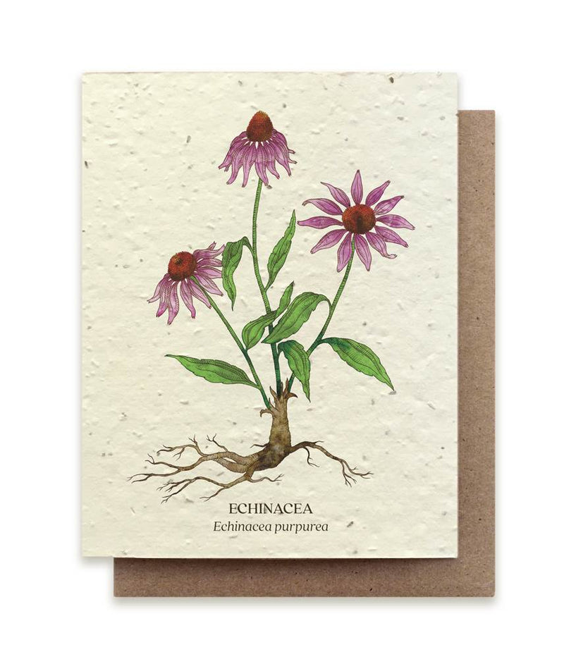 The Bower Studio Echinacea Seeded Greeting Card