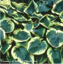 Hosta Frances Williams-3 qt