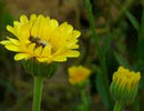 Resina Calendula Seeds