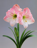 Amaryllis Apple Blossom Single Bulb