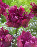 Tulip Negrita Single Bulb