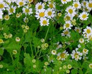 Feverfew Seeds