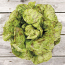 Freckles Lettuce Seeds