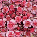 Sedum Dragon's Blood