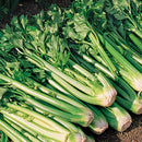 Tango Celery Seeds