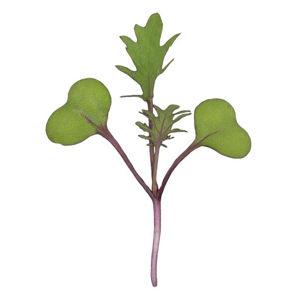 Red Russian Kale Microgreens - 3 oz