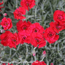 Dianthus Fire Star