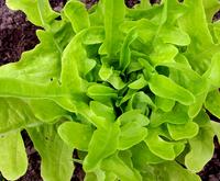 Thai Oakleaf Looseleaf Lettuce Seeds