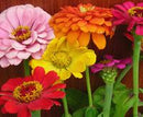 State Fair Mixed Colors Zinnia Seeds