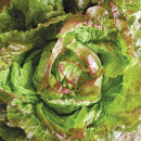 Pirat Lettuce Seeds