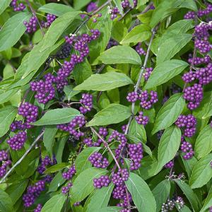 Callicarpa dichotoma Issai - 3 gal